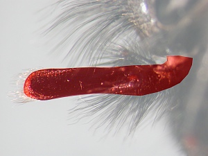 Proboscis in lateral view