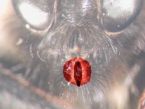 Proboscis either subcylindrical, with tuft of long bristles above, or laterally or dorsoventrally compressed