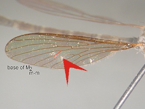 Base of M2 long, twice or more length of crossvein m-m