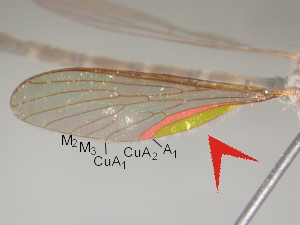 Anal angle of wing reduced but not absent. CuA branched to form CuA1 and CuA2