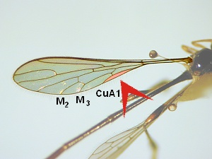 Anal angle of wing absent. CuA unbranched and A1 absent