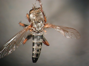 dorsal view