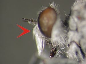 Face either covered with hairs or lower face hairy and a patch of hairs below antennae