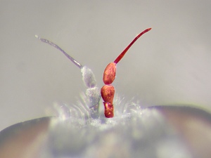 Postpedicel globular, shorter than pedicel and scape together, with a bristle-like style at its apex, as long as flagellum