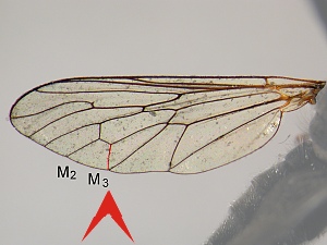 Vein M3 present from discoidal cell to wing margin