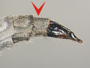 ovipositor