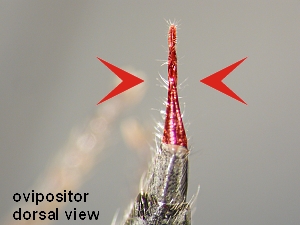 ovipositor dorsal