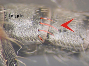 Bristles laterally on incisures