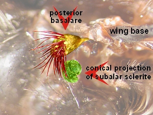 subalar sclerite and posterior basalare