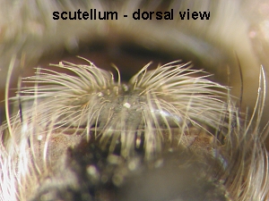 scutellum