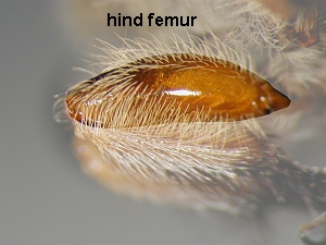 hinf femur