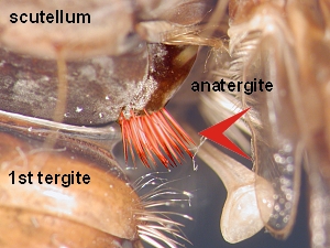 Anatergite with bristles