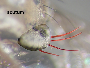 Disc of scutellum bare (at lest at center), margin with 2 -3 pairs of strong bristles