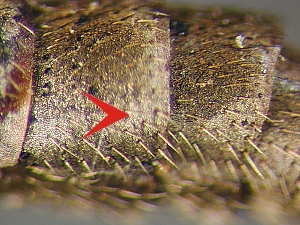Bristles laterally on incisures
