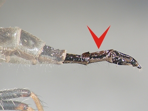 ovipositor