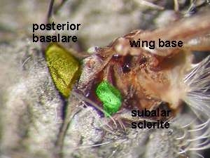 subalar sclerite and posterior basalare