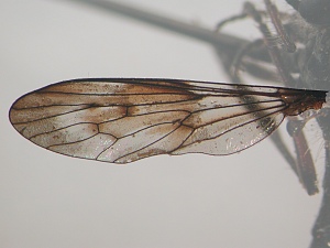 Wing spotted brown at crossveins and bifurcations