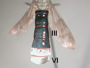 Male abdomen with only six visible segments