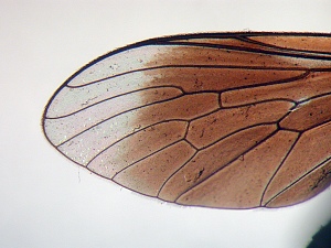 Wing brown almost to apex, including bifurcation of R4 and R5