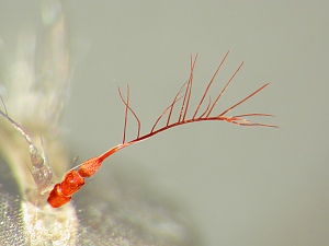 Antennal style plumose