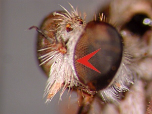Face with dense fringe of long, adjacent, tectiform, drooping bristles, reaching nearly up to base of antennae