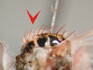 Dorsocentral bristles erect and extending to mesonotal declivity