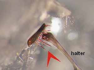 Katatergite with hairs, bristles or both