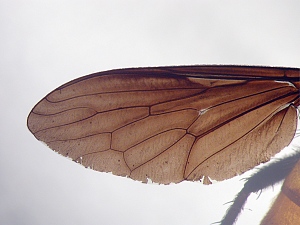 Wing usually brown