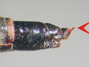 ovipositor lateral