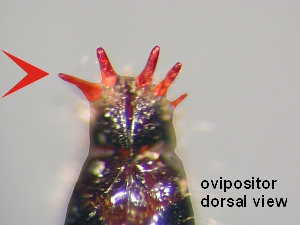 ovipositor dorsal
