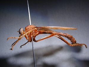 lateral view