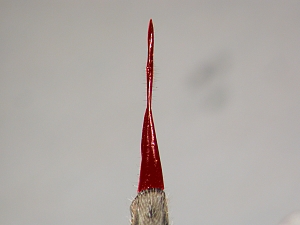 ovipositor dorsal