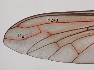 Proboscis in frontal view