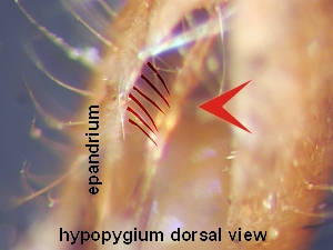 Inside surface of epandrium
