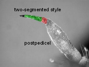 Antenna with two-segmented style