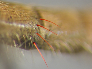 Bristles laterally on incisures