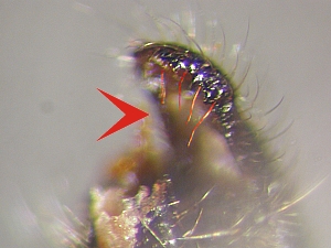 bristles along mesal margin of epandrium