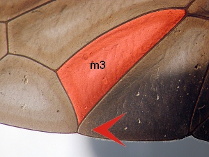 m3 closed and petiolate