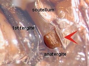 Anatergite bare