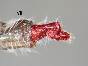 ovipositor