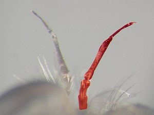 Antennal stylus bare