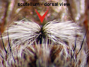 scutellum