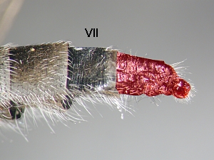 ovipositor