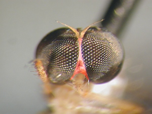 Width of face, at narrowest point, no wider than diameter of an adjacent eye facet