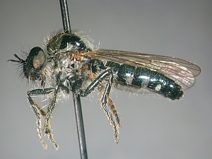Black flies with metallic blue or green shine