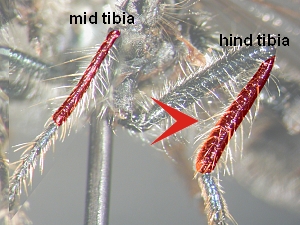 Hind tibia twice diameter of fore and middle tibiae