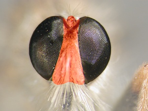 Head, in frontal view, clearly circular