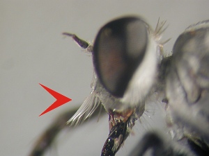 Face flat, either swollen or flat on oral margin, mystax confined to lower half of face or to subcranial margin