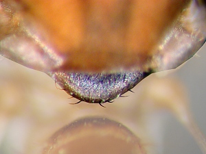 Tipulogaster: Scutellar margin and disc with a few small hairs
