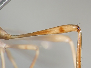 Tipulogaster